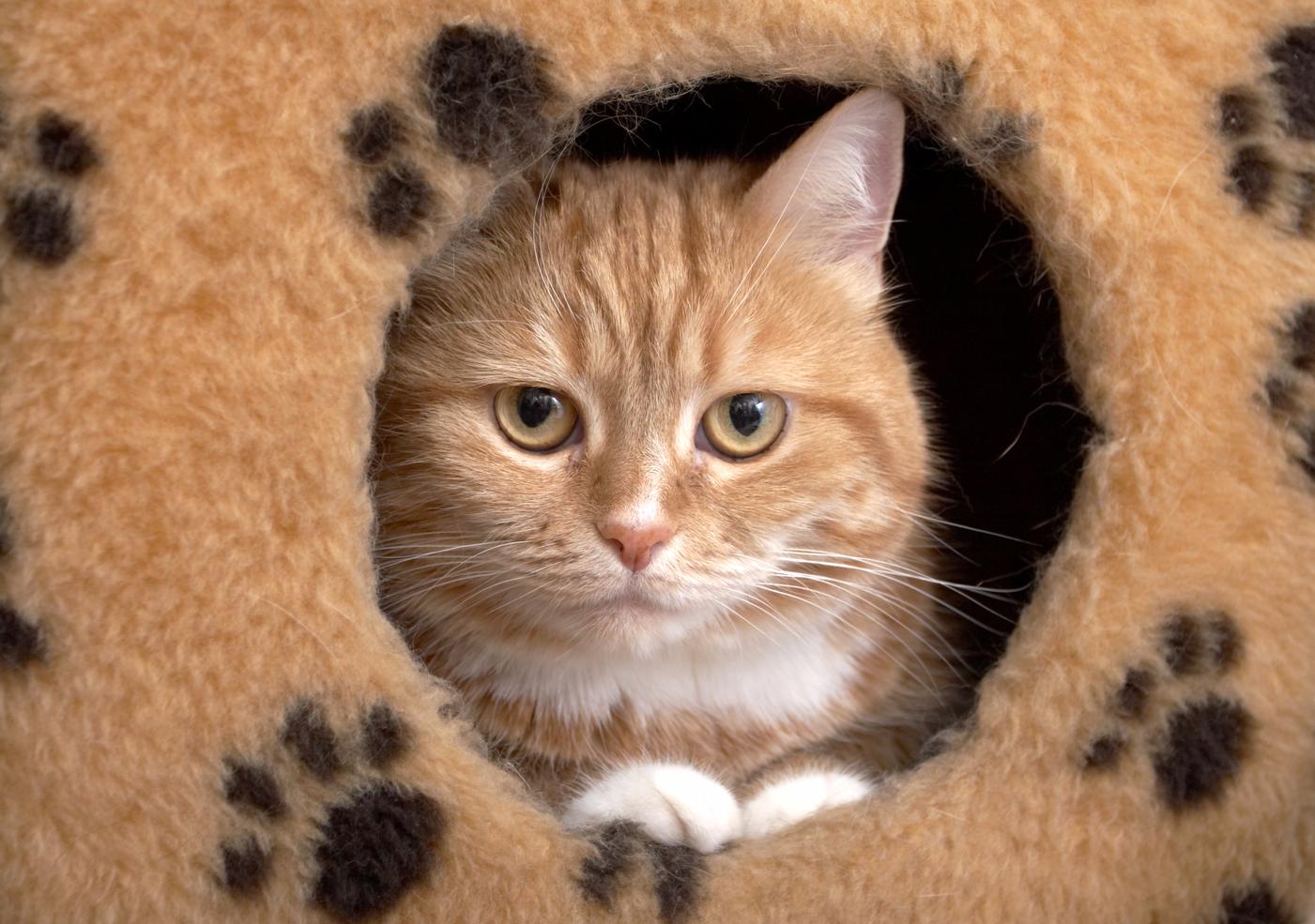 Как приучить кота спать с хозяином Как приучить кота спать с хозяином