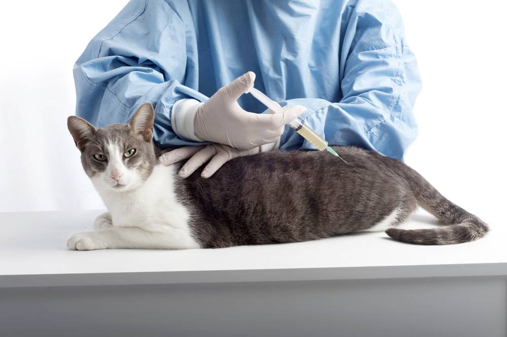 кот после прививки может плохо чувствовать себя, но это временное явление
