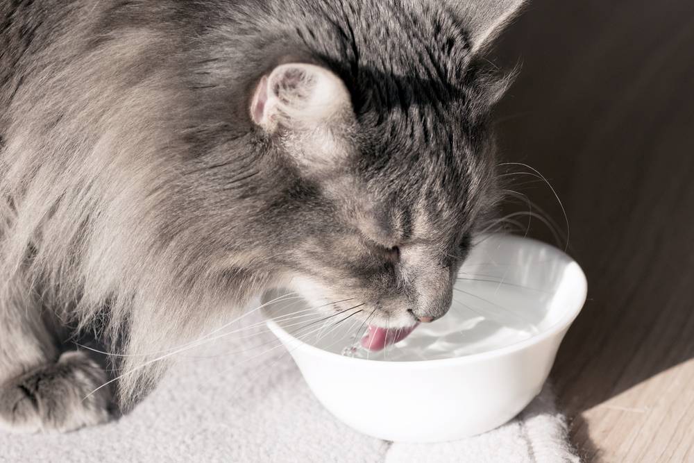 Сколько может не пить кошка после наркоза