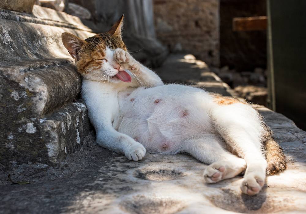 Беременная Кошка Фото