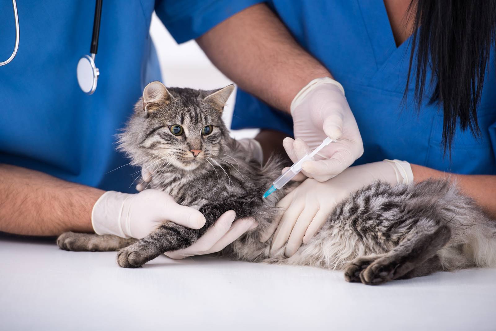 ветеринарные услуги для кошек