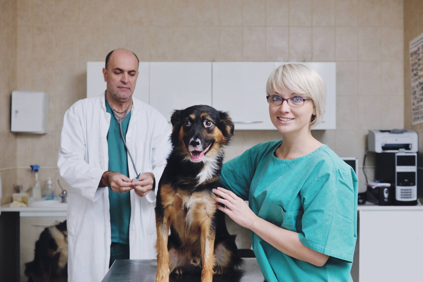 услуги ветеринарных клиник