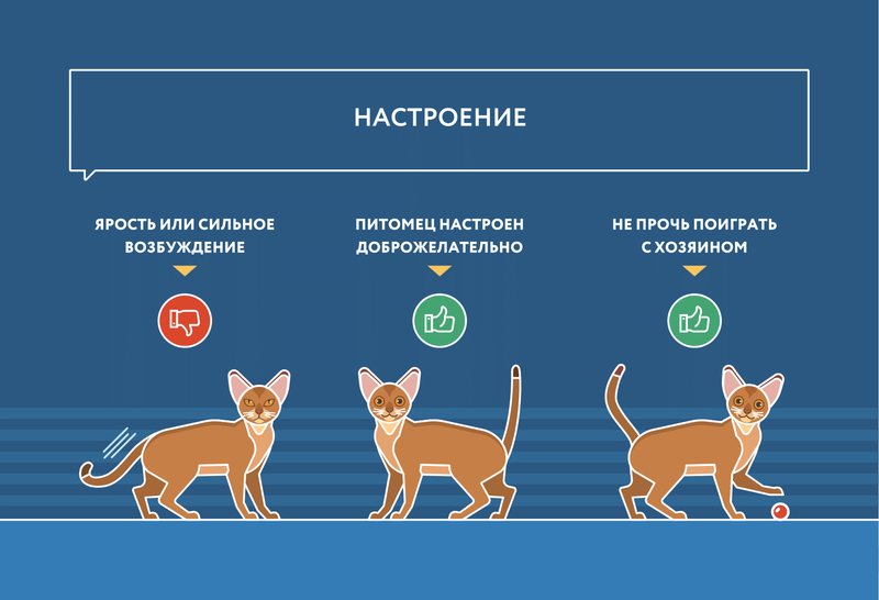 Как понять кошечку. Инфографика кошки. Настроение кота. Как понять настроение кошки. Поведение кошек.