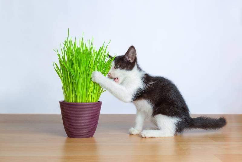 Советы по защите комнатных цветов от кошки, список на Petstory
