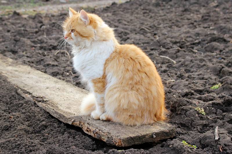 Кошка ест землю. Что делать и как отучить кошку есть землю из цветочного  горшка - Petstory