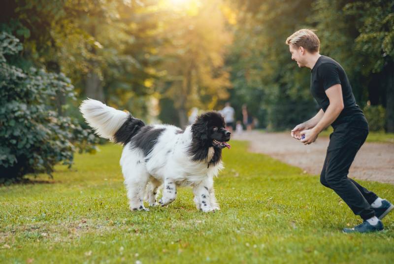 Когда кормить собаку и щенка: до или после прогулки?
