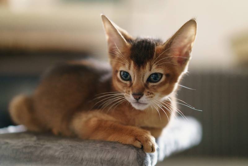 Порода кошки абиссинская кошка: характеристики, фото, характер, правила  ухода и содержания - Petstory