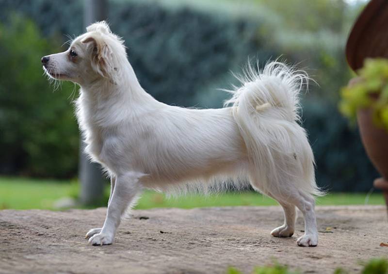 Порода собак похожая на чихуахуа но больше по размеру