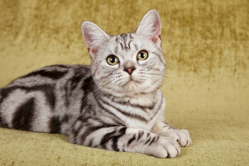 Порода американская короткошерстная кошка: характеристики, фото, характер,  правила ухода и содержания - Petstory