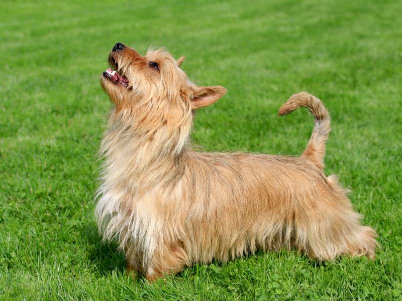 Какие есть породы собак маленьких гладкошерстных собак