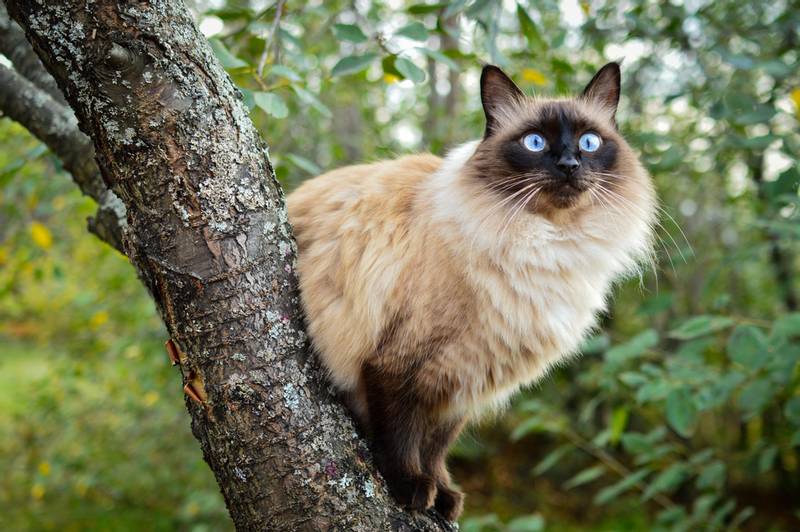 Порода кошки балинез, балийская или балинезийская кошка: характеристики,  фото, характер, правила ухода и содержания - Petstory