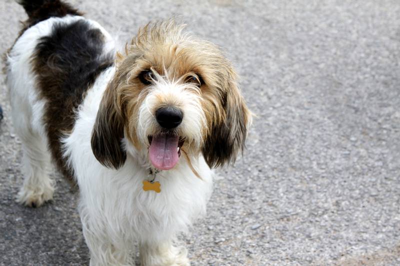 Малый вандейский бассет гриффон: характеристики породы собаки, фото,  характер, правила ухода и содержания