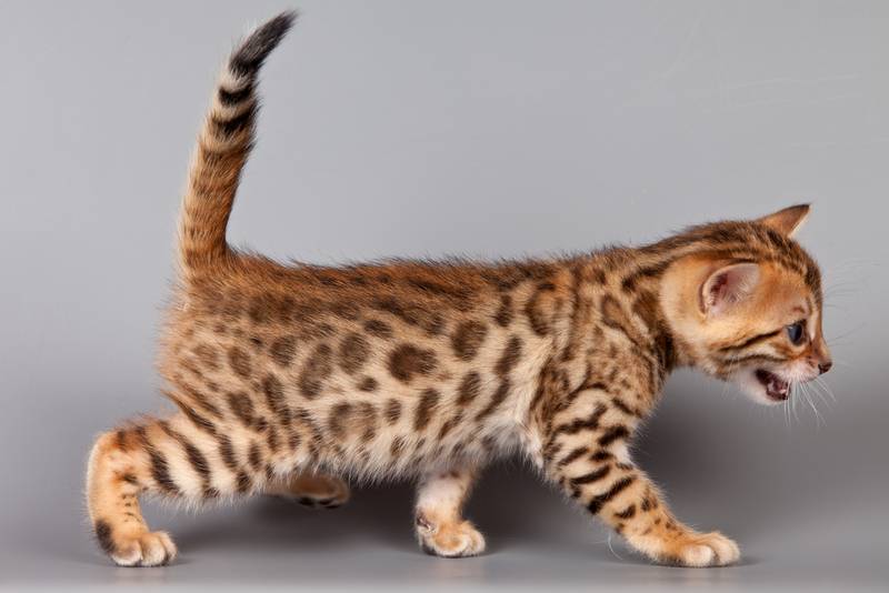 Порода кошки бенгальская кошка: характеристики, фото, характер, правила  ухода и содержания - Petstory