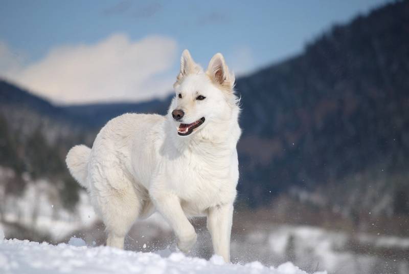белая швейцарская овчарка бежит по снегу