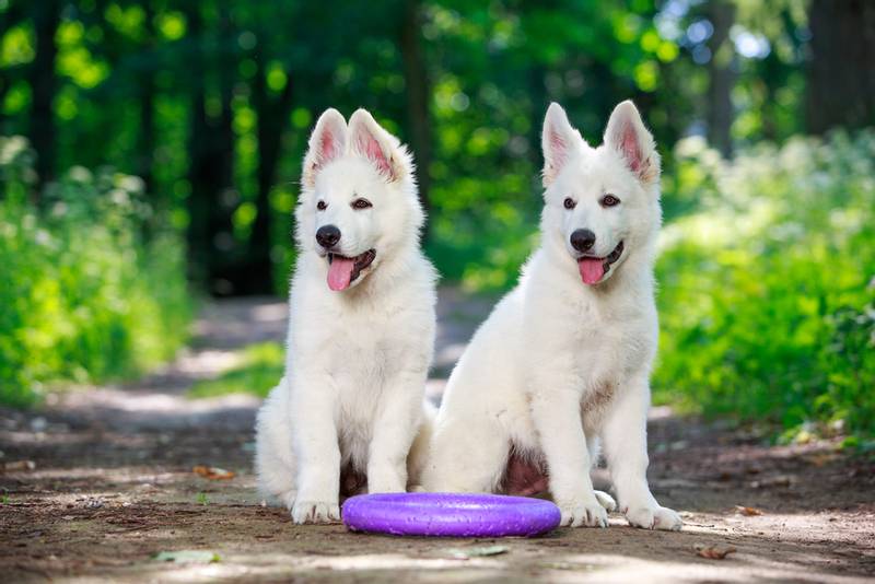 два щенка белой швейцарской овчарки с игрушкой