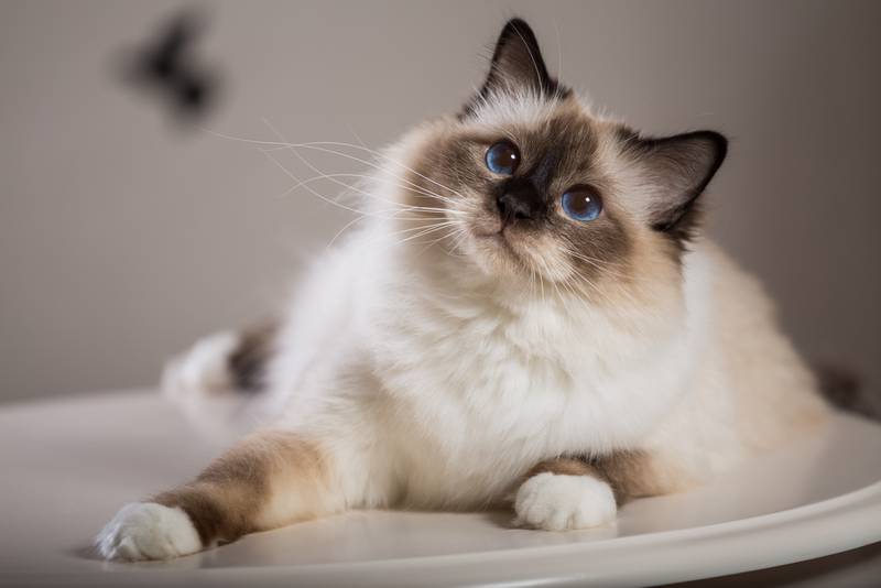 Порода кошки бирманская кошка: характеристики, фото, характер, правила  ухода и содержания - Petstory