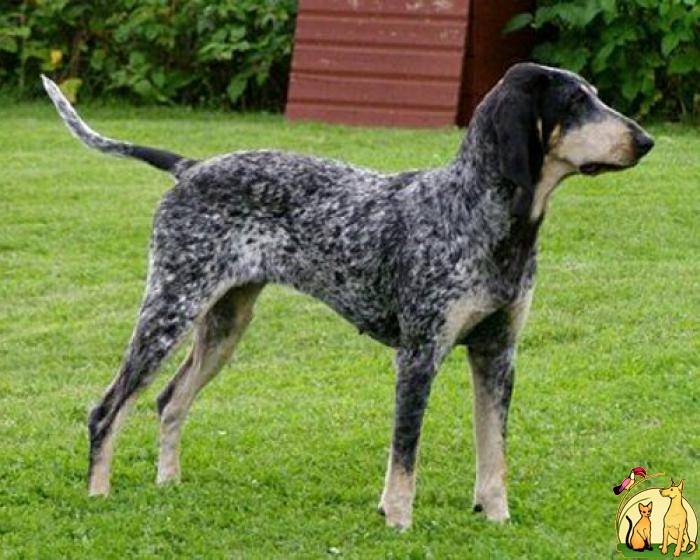 Голубая гасконская гончая: характеристики породы собаки, фото, характер,  правила ухода и содержания