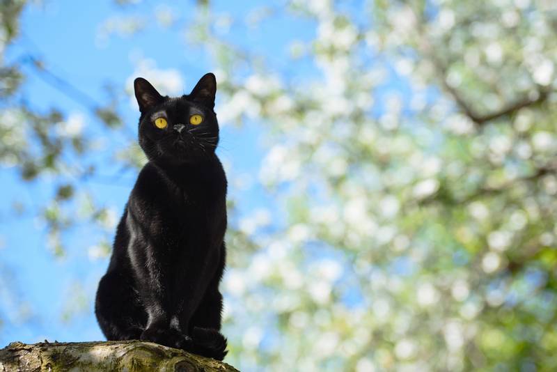 Порода кошки бомбейская кошка: характеристики, фото, характер, правила  ухода и содержания - Petstory
