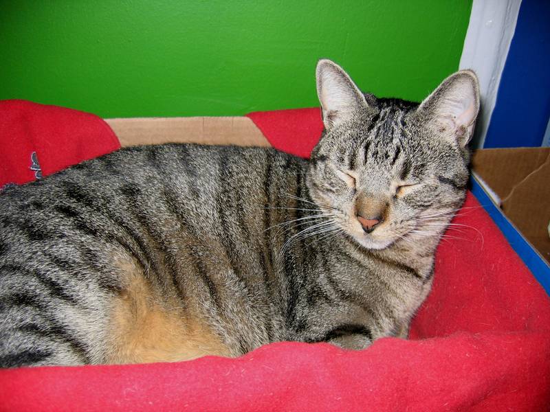 калифорнийская сияющая кошка фото