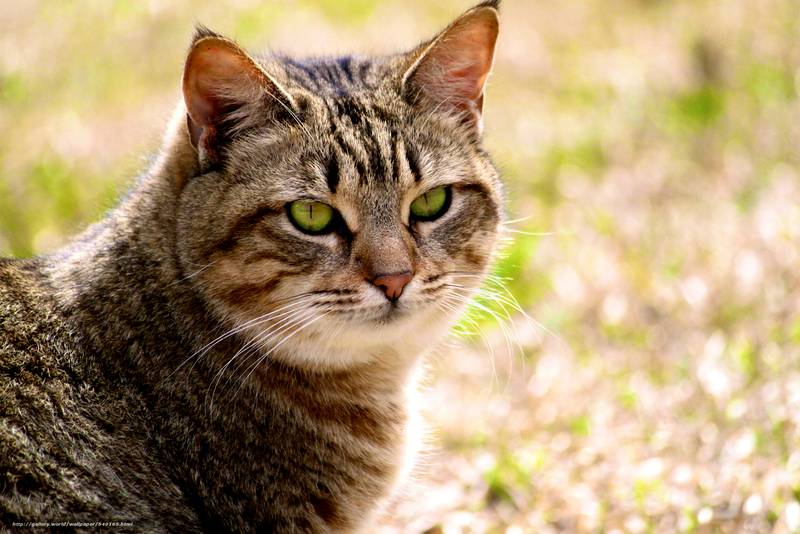 калифорнийская сияющая кошка котята