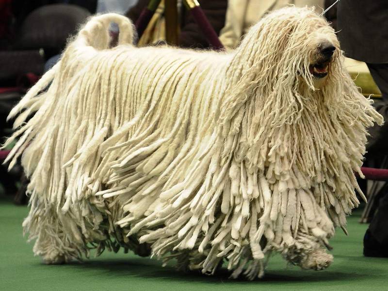 Бергамская овчарка: характеристики породы собаки, фото, характер, правила  ухода и содержания