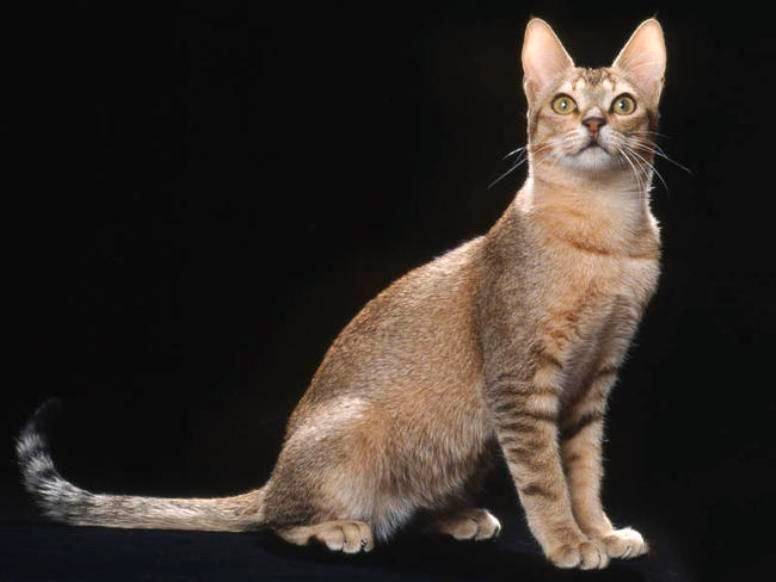 кошка цейлонская порода