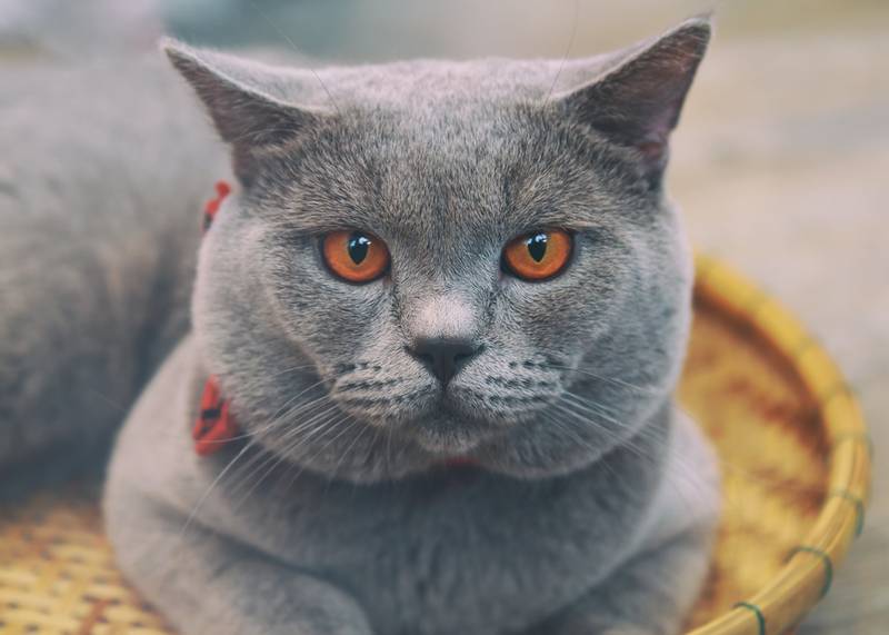 кошка французский шартрез