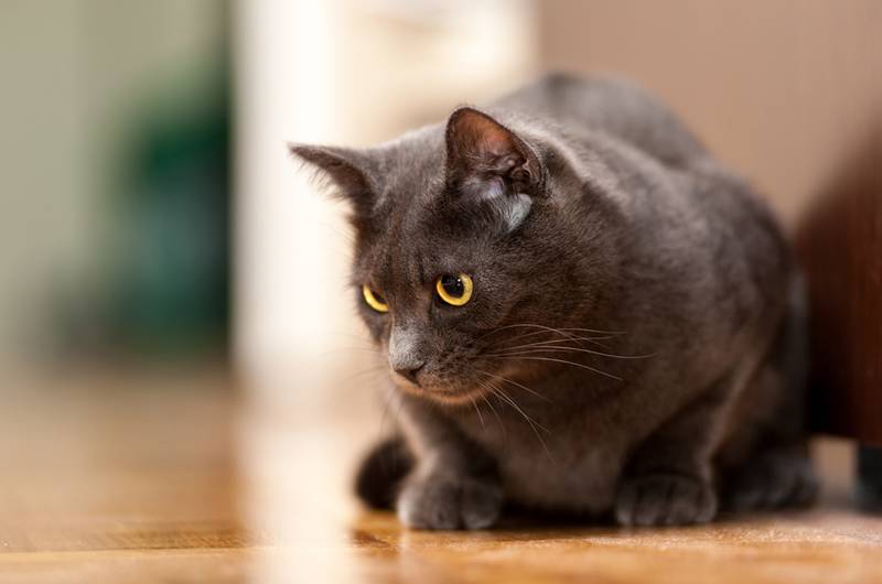 Шартрез - ещё одна крупная порода кошек