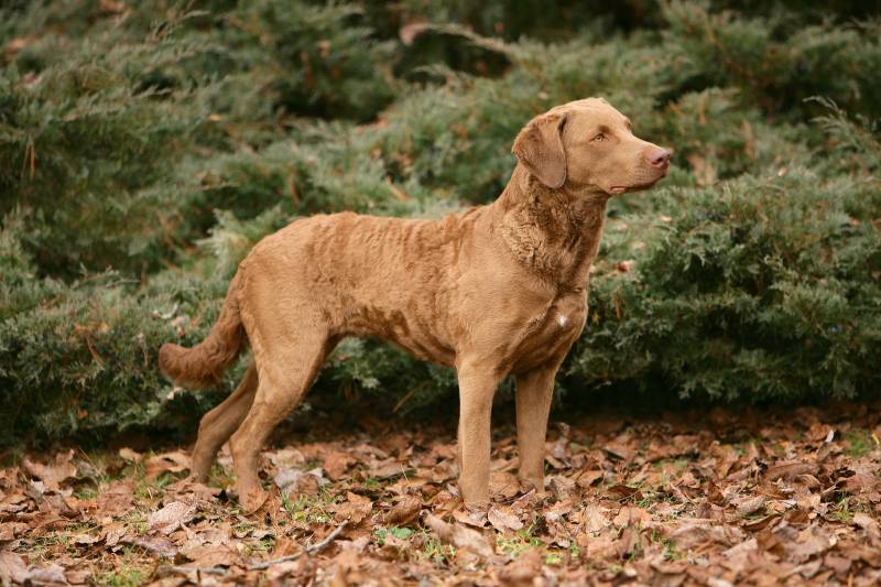 Чесапик бей ретривер: характеристики породы собаки, фото, характер, правила  ухода и содержания - Petstory