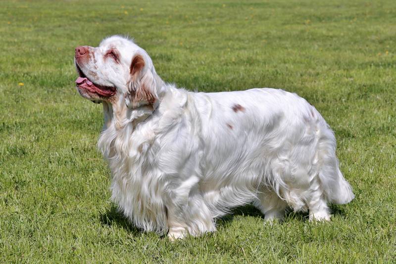 Кламбер-спаниель: характеристики породы собаки, фото, характер, правила  ухода и содержания - Petstory