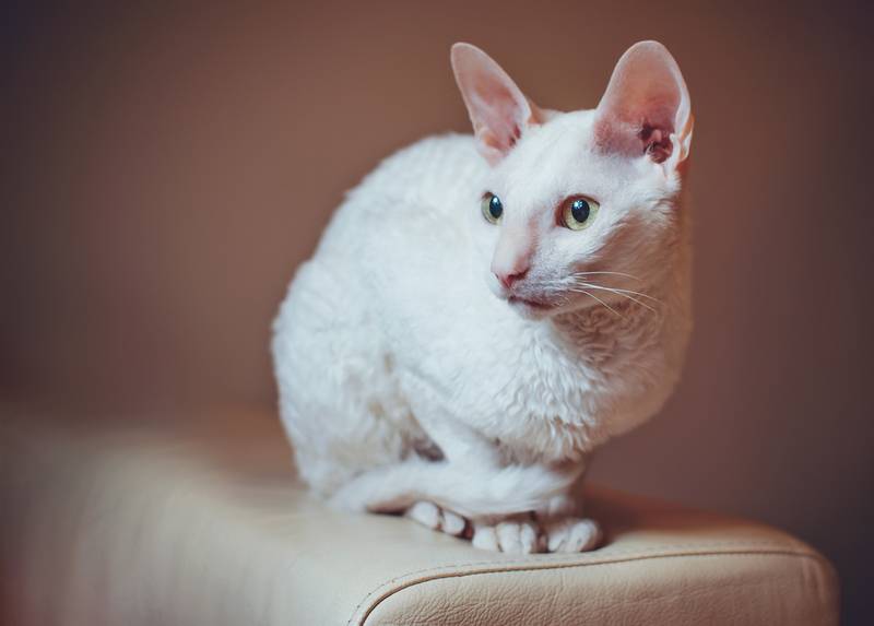 гипоаллергенная кошка породы Корниш-рекс