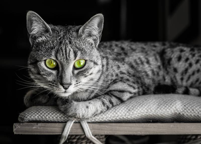 Порода кошки египетская мау: характеристики, фото, характер, правила ухода  и содержания - Petstory