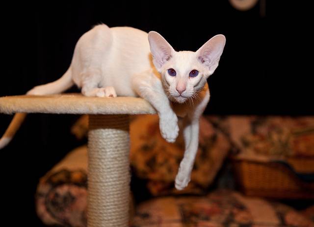 форин вайт фото