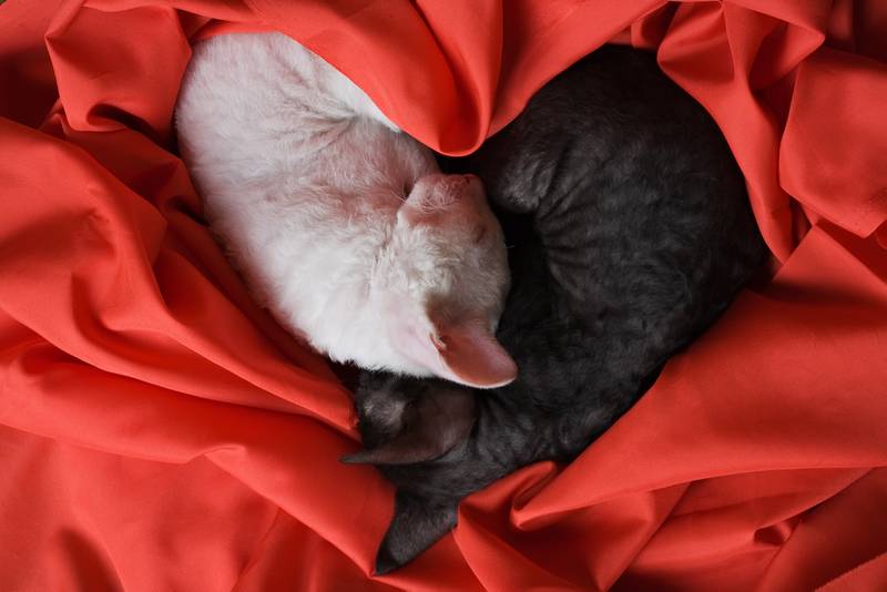 немецкий рекс фото