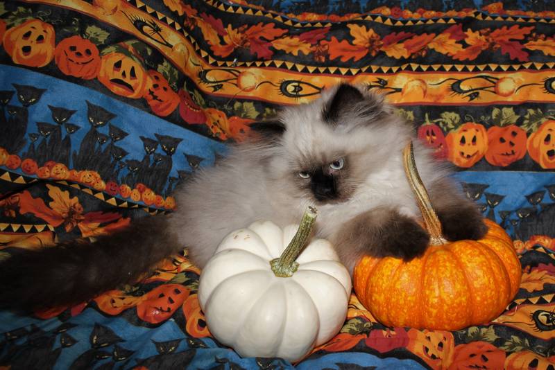 гималайская кошка котята