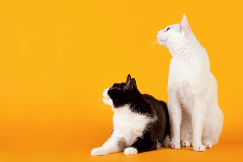 японский бобтейл фото