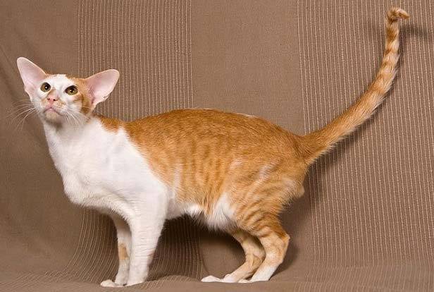 Яванская кошка входит в список гипоаллергенных пород для людей с аллергией