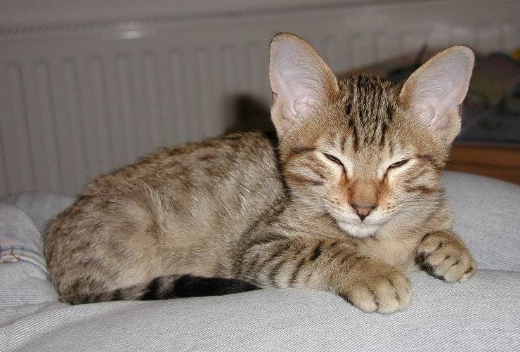 канаани цена