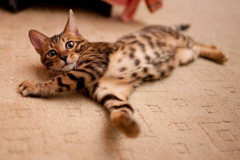 канаани фото