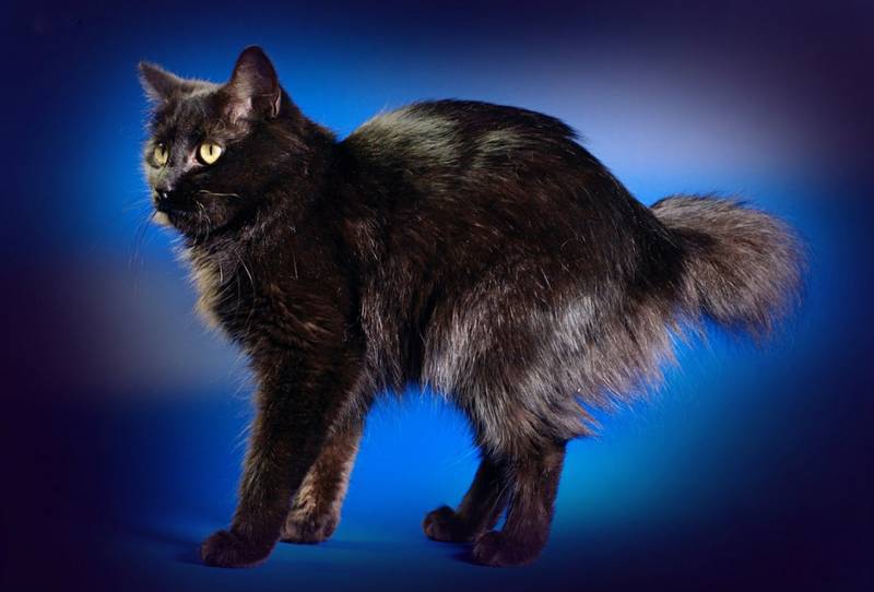 Порода кошки карельский бобтейл: характеристики, фото, характер, правила  ухода и содержания - Petstory
