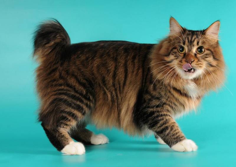 Порода кошки карельский бобтейл: характеристики, фото, характер, правила  ухода и содержания - Petstory
