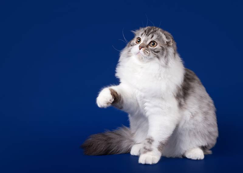 Порода кошки хайленд фолд: характеристики, фото, характер, правила ухода и  содержания - Petstory