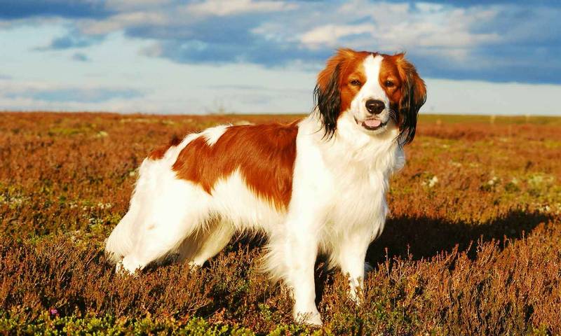 ТОП-20 самых редких пород собак в мире ( + ФОТО )