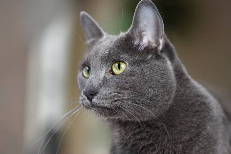 Порода кошки корат: характеристики, фото, характер, правила ухода и  содержания - Petstory