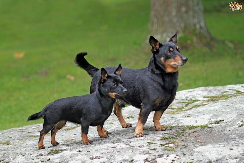 Ланкаширский хилер: характеристики породы собаки, фото, характер, правила  ухода и содержания