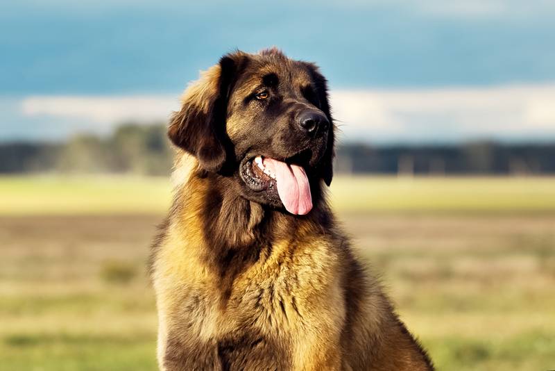 Leonberger Harakteristiki Porody Sobaki Foto Harakter Pravila Uhoda I Soderzhaniya