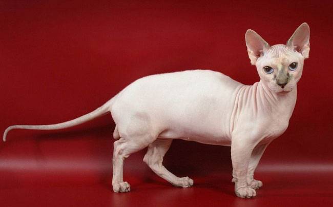 Минкскин кошка характеристика породы, фото, характер, правила ухода и  содержания - Petstory