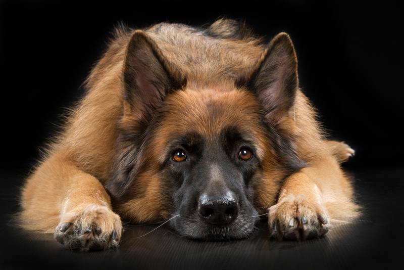 Собака Породы Немецкая Овчарка Фото Цена