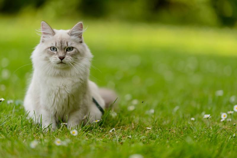 Невская маскарадная это порода кошки на которую нет аллергии