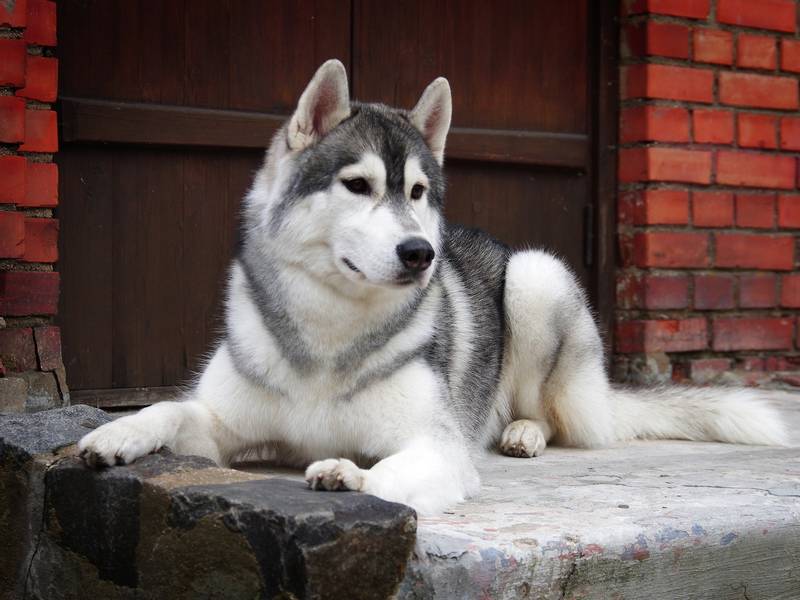 северная инуитская собака фото